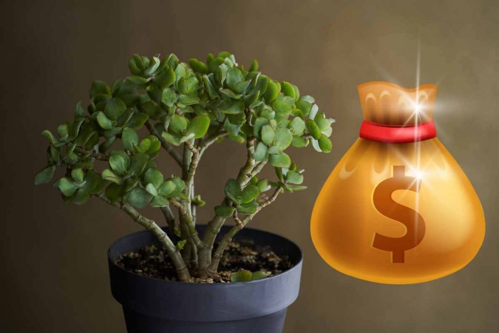 albero di giada porta fortuna e soldi