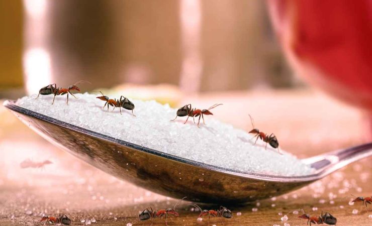 Soluzione bicarbonato zucchero formiche