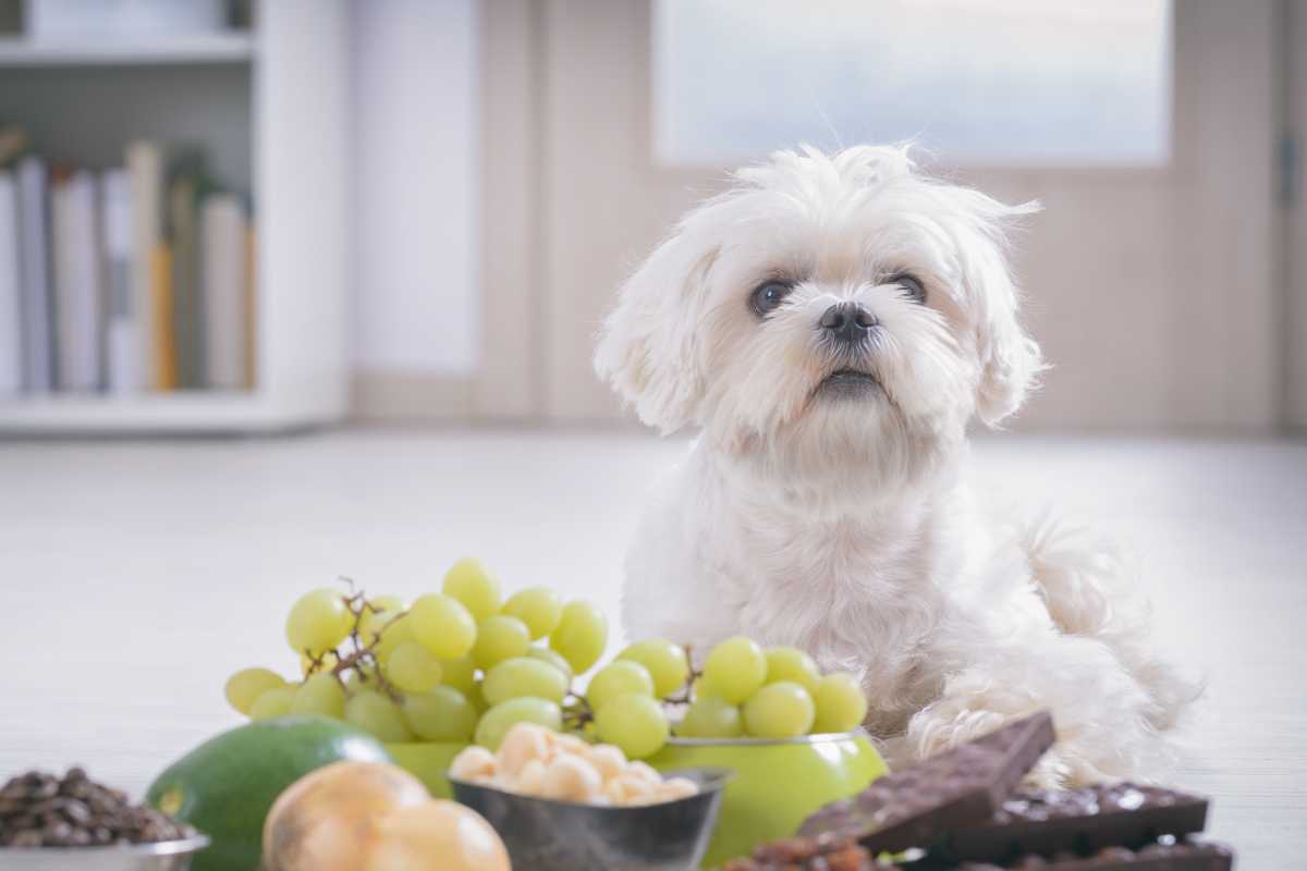 Cani: attenzione uva pericolosa