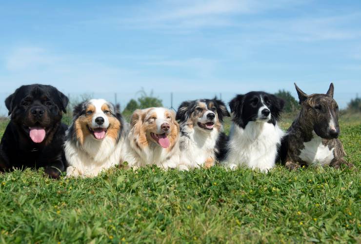 Cani rubati: 10 razze rischio