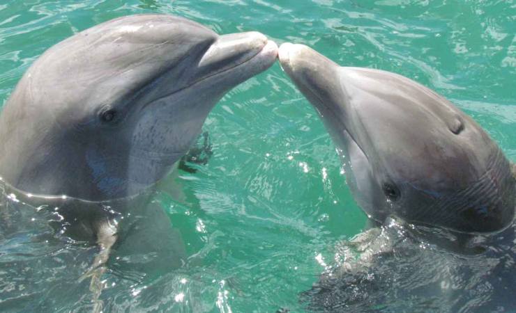 studio delfini lutto
