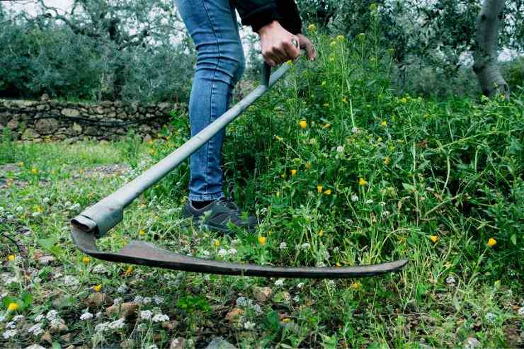 Giardinaggio: quale strumento utile