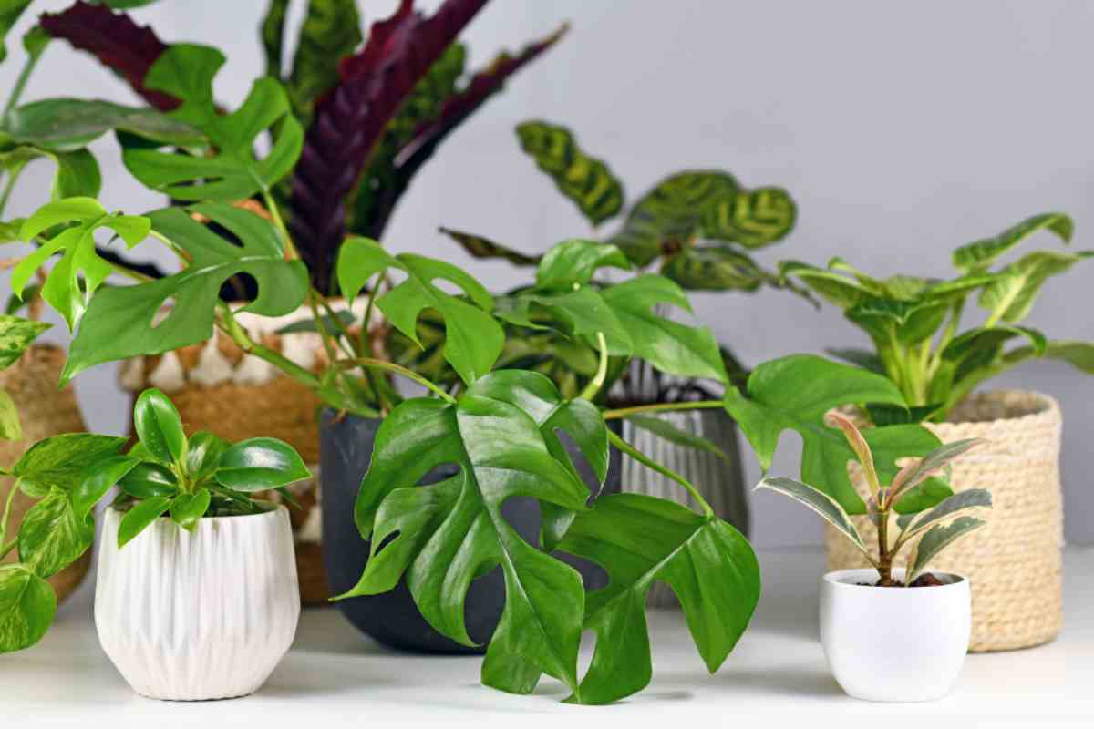pianta appartamento purifica aria: come curarla