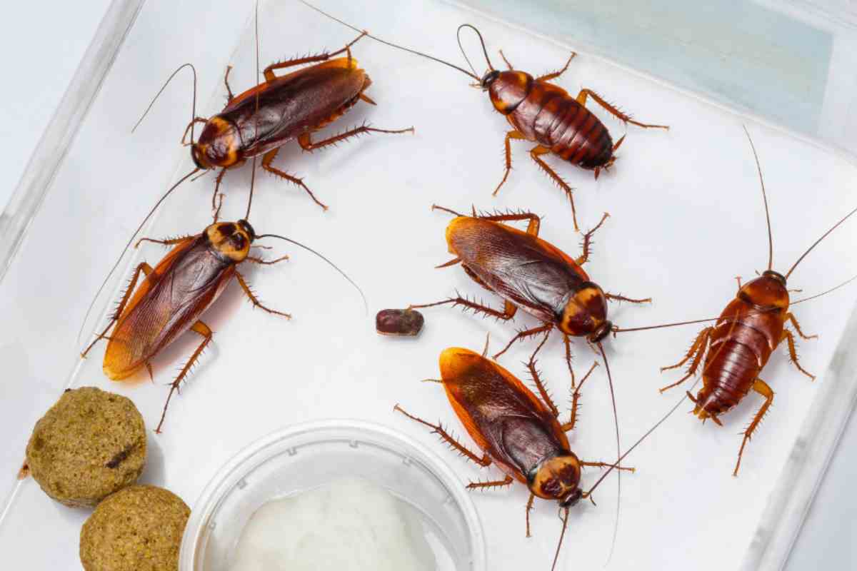 elimina scarafaggi trucco virale