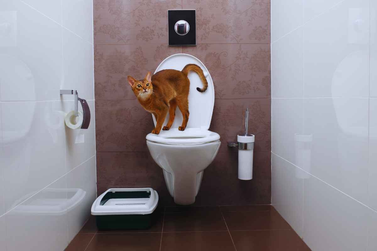cosa significa gatto accompagna bagno