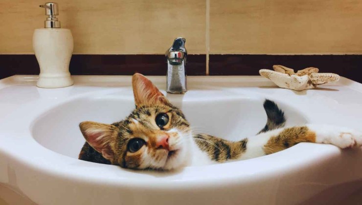 teorie gatto accompagna bagno