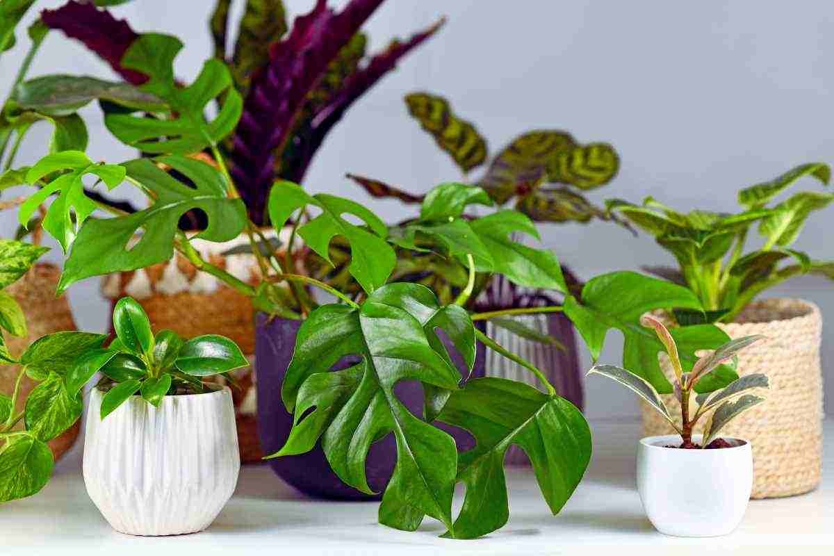 piante ridurre calore casa