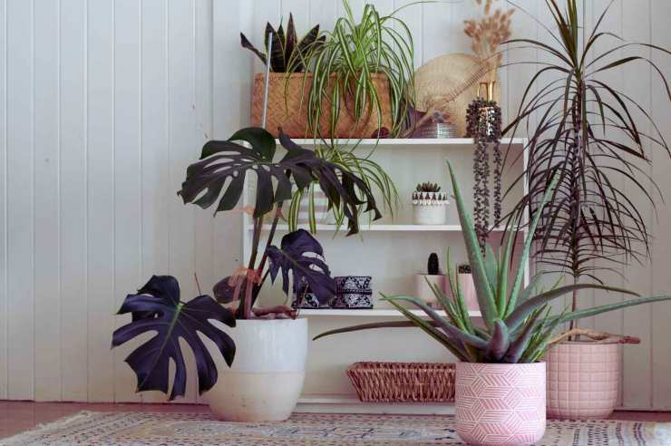 piante ridurre calore purifica aria casa