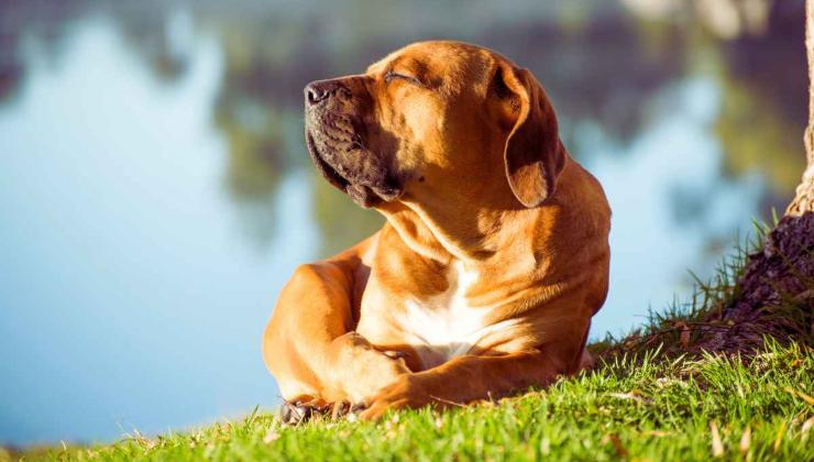 Crema solare cani: come utilizzarla