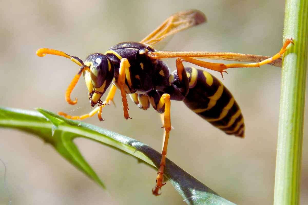 evitare invasione vespe casa