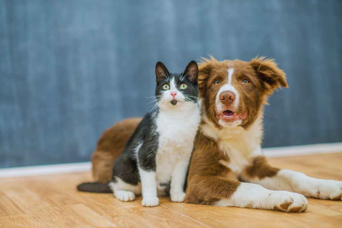 Vacanza senza cani gatti