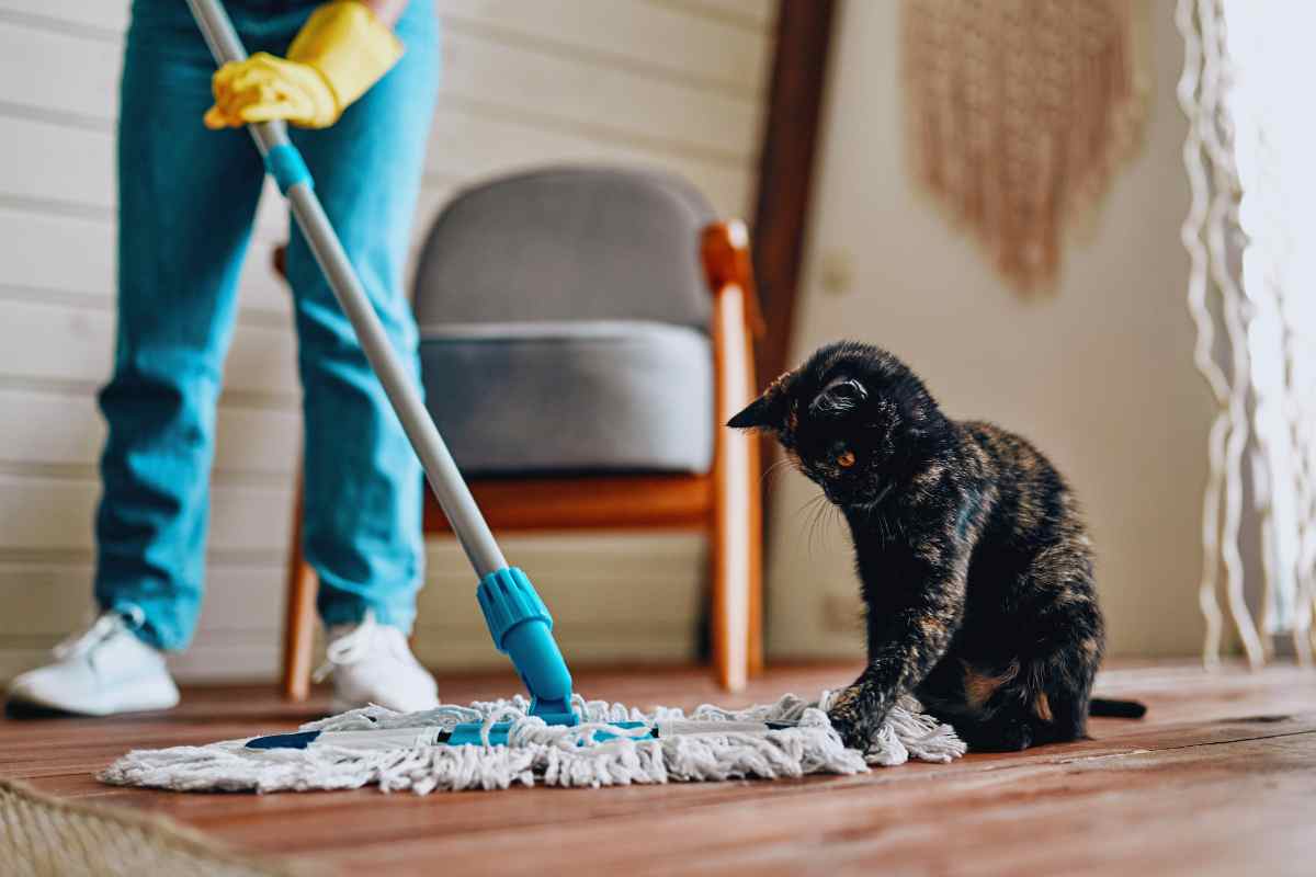 Pulire casa attenzione prodotti gatto