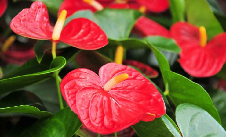 Anthurium fiore manutenzione