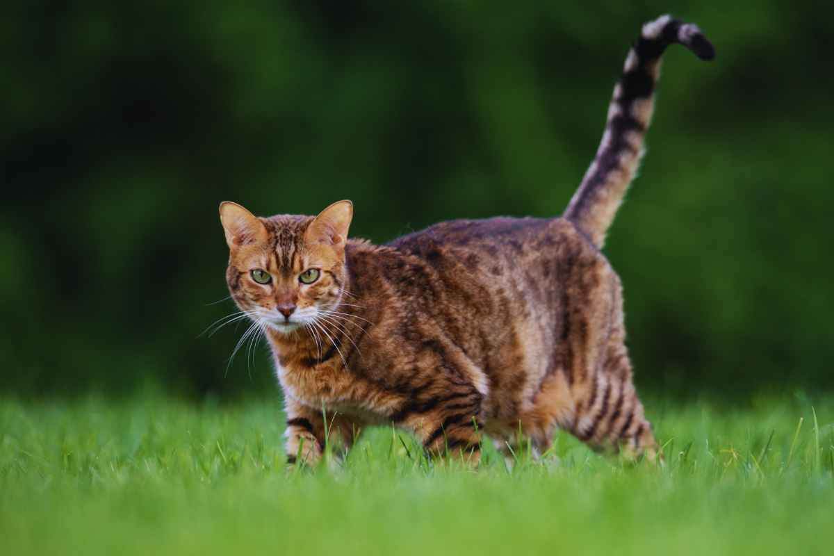 Dove va gatto quando esce di casa