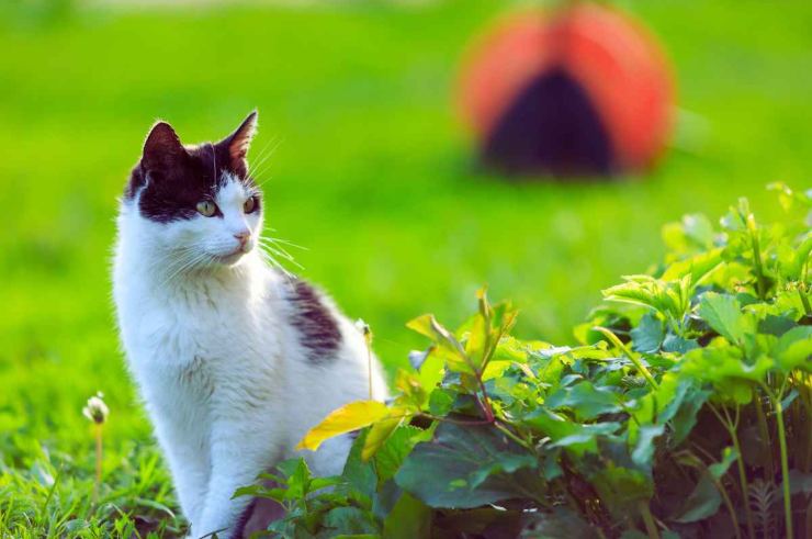 Risposta studio gatto esce di casa