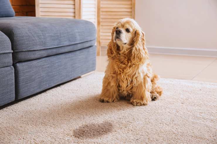 odore urina cani gatti rimedio naturale