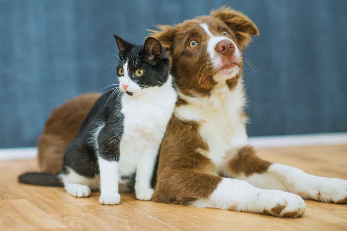 Animali domestici attenzione insetto