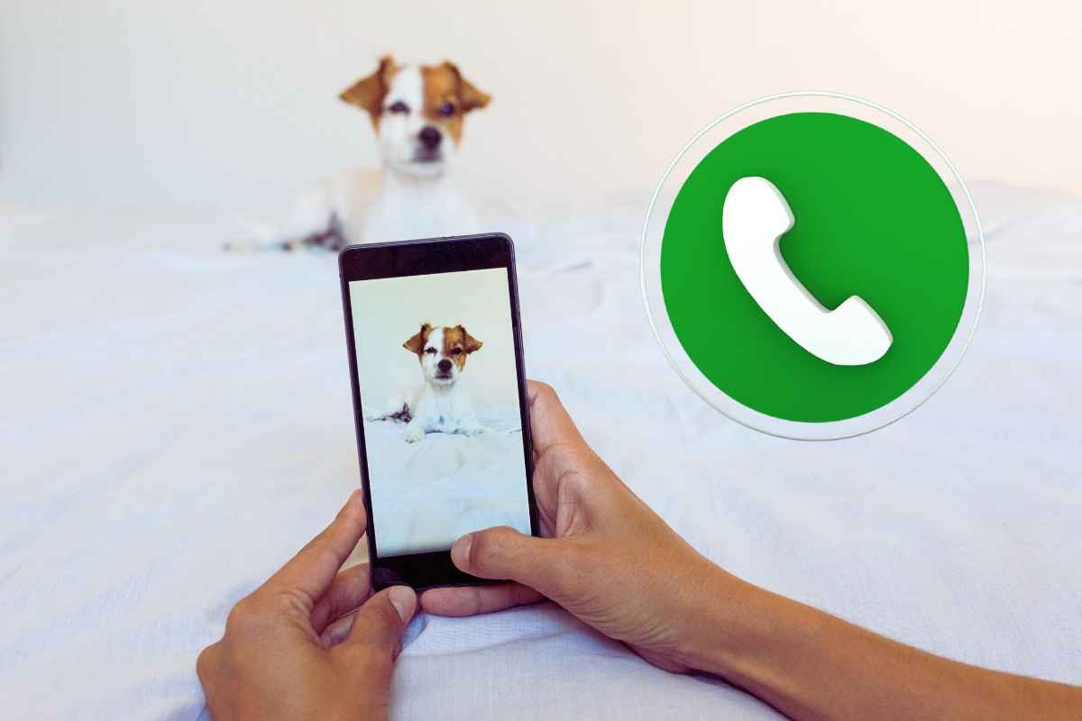 WhatsApp foto profilo animale domestico significato