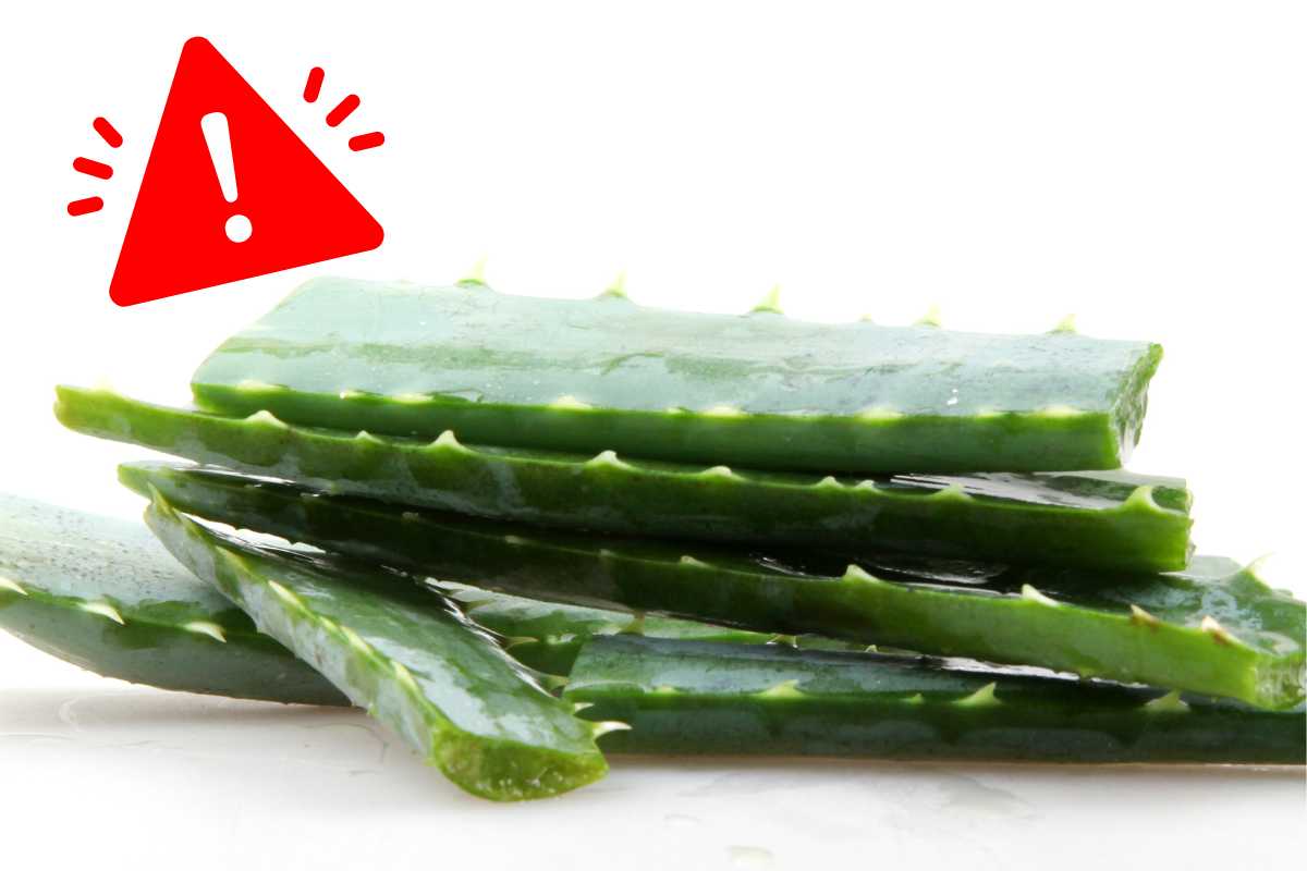 Aloe vera errore foglie