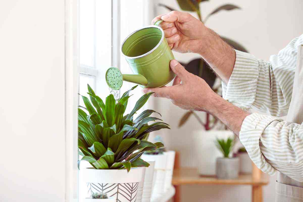 piante appartamento floride trucco fatto casa